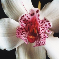 lazy-flower