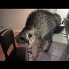 Jacob David Van Meter