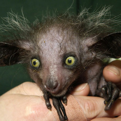 Juliette kiflatrance