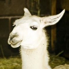 Facesitting.com порно