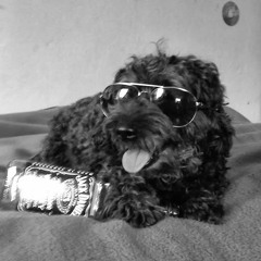 leo p (YellowElephant)