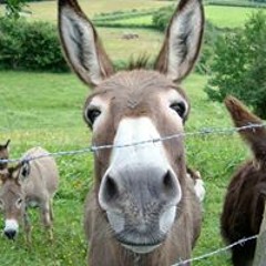 Peter de Frankrijker