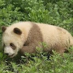 PandaBrown