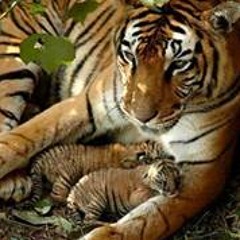 Tomia SanHachet Stone