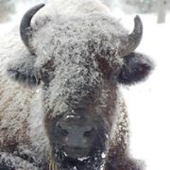 Lee Wittenborn Vaughan