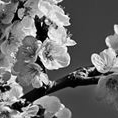 Severine Loyot Bouteiller