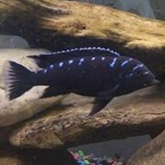 Jacob Benjamin Mehan