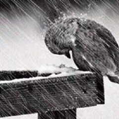 Solo Freerayface Dye