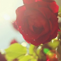 midnight_light