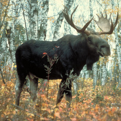 Jack Hall (Moose)