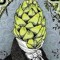 FermentedSound