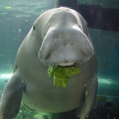 DancingDugong