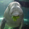 DancingDugong