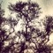 buds music