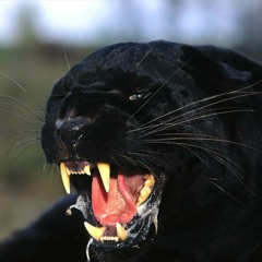 Black Panther Wild n out
