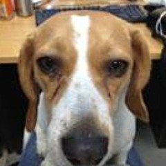 Andrea Maldonado Lopez