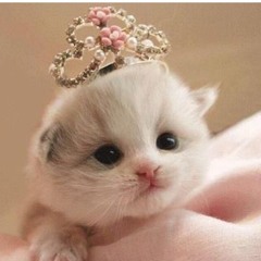 meowmix123