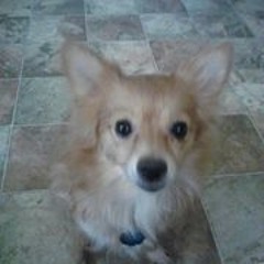 Jersey Proud Irish Strong