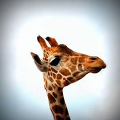 Cheryl North Coughlan