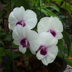 Nanna69
