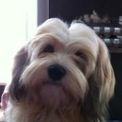 Astrid Svendsen-van As