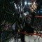 Latino_ Champion