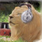 suelionmusic