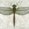 MeadowHawk