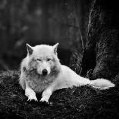 -Wolf Medicine-