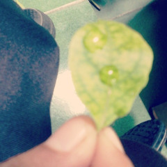 Lunafly - 얼마나 좋을까