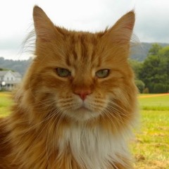 Raven Hill Bluegrass