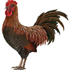 TheCoalitionOfCoolKids