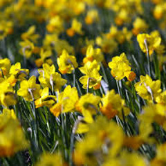 Daffodils Dance (Hoxton)