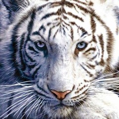 White Tiger 34