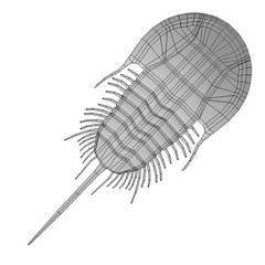 Limulus