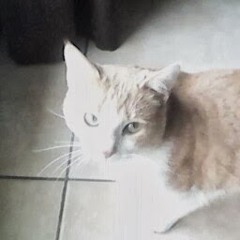 theolezozo