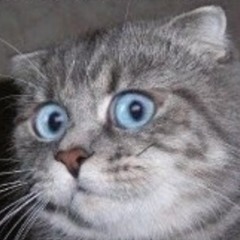 Fletso