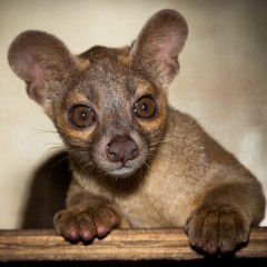 the fossa