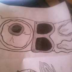 The Open Bloodshot Eye