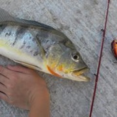 Yi Xuan Stopshufflin