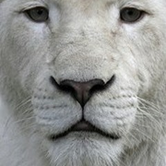 Francisco Martinez 318