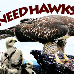 Thesneedhawks