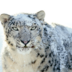 monblanc