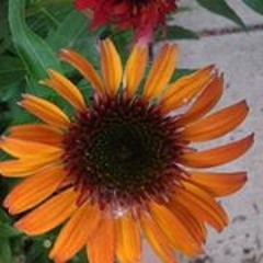 Michelle Markowski 1