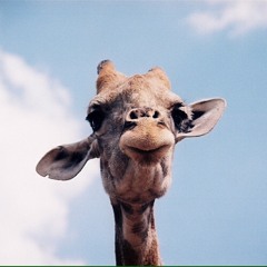 Euphoric Giraffe