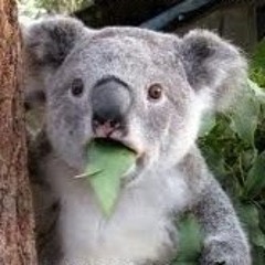 Max (Lord-Black-Wood)