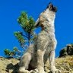 WOLFMAN7
