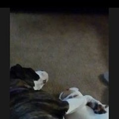 Teamlakeshow Holmes-Jones