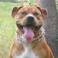 teryboy