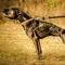 canineathletes
